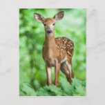 Baby Deer Fawn Bambi In The Forest Postcard at Zazzle
