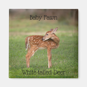 Baby Deer Fawn with White Spots Magnet