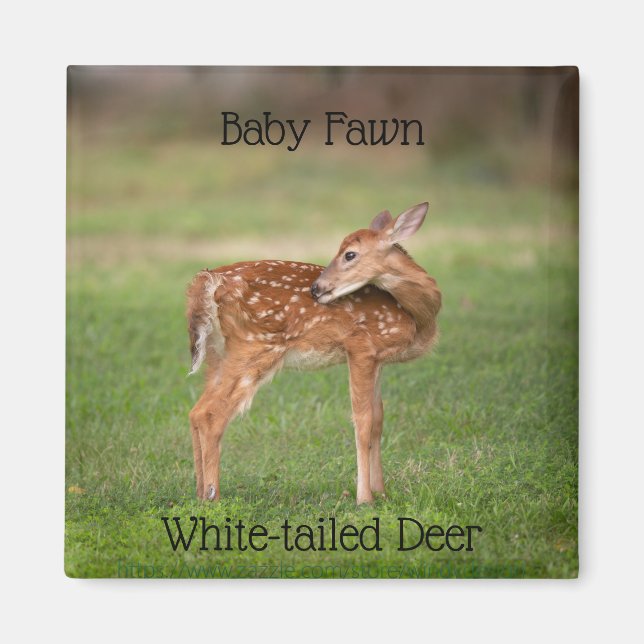 Baby Deer Fawn with White Spots Magnet (Front)