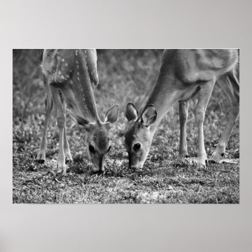 Baby Deer Fawns Grazing Photographic Art Print