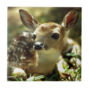 Baby Deer gifts Tile