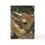 Baby Deer Greeting Card