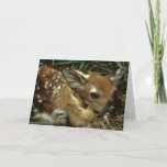 Baby Deer Greeting Card