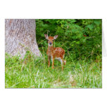 Baby Deer in the Woods Nature Photography