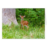 Baby Deer in the Woods Nature Photography Cards