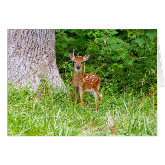 Baby Deer in the Woods Nature Photography Cards (Front Horizontal)