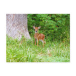 Baby Deer in the Woods Nature Photography Postcard