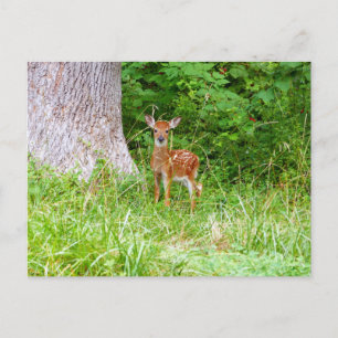 Baby Deer in the Woods Nature Photography Postcard