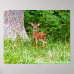 Baby Deer in the Woods Nature Photography Poster