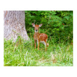 Baby Deer in the Woods Nature Photography Poster