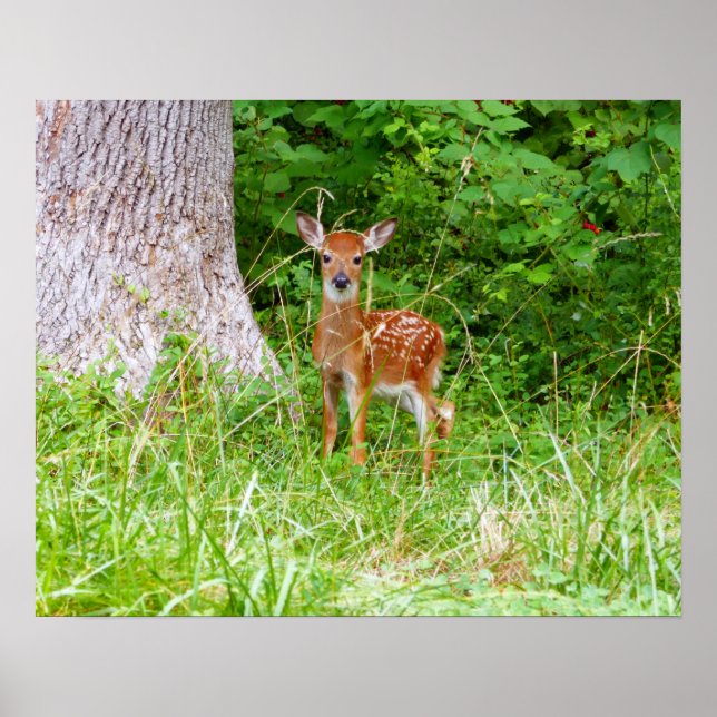 Baby Deer in the Woods Nature Photography Poster (Front)