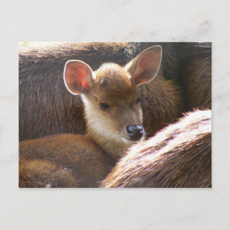 baby deer postcard