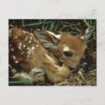 Baby Deer Postcard
