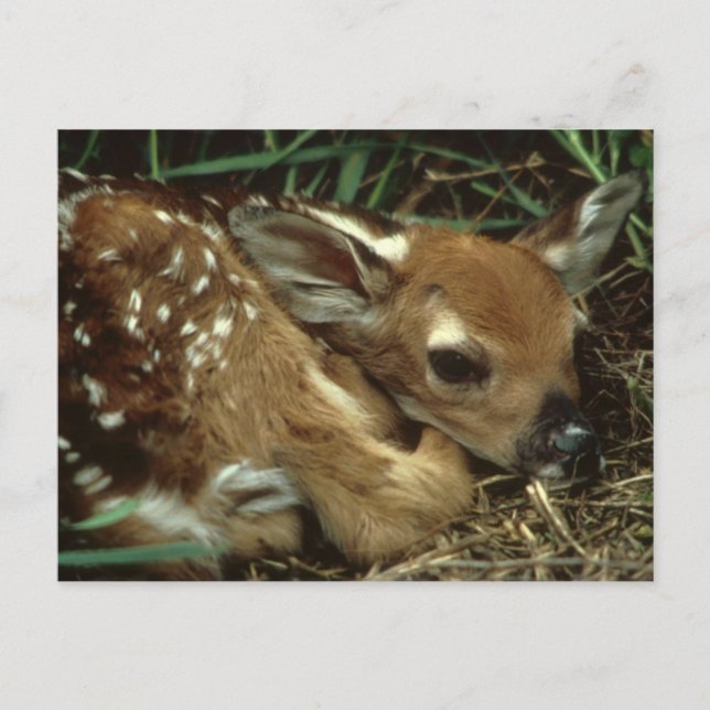Baby Deer Postcard (Front)