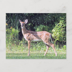 Baby Deer Postcard