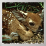 Baby Deer  Poster