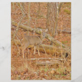 Baby Deer's First winter (Front)