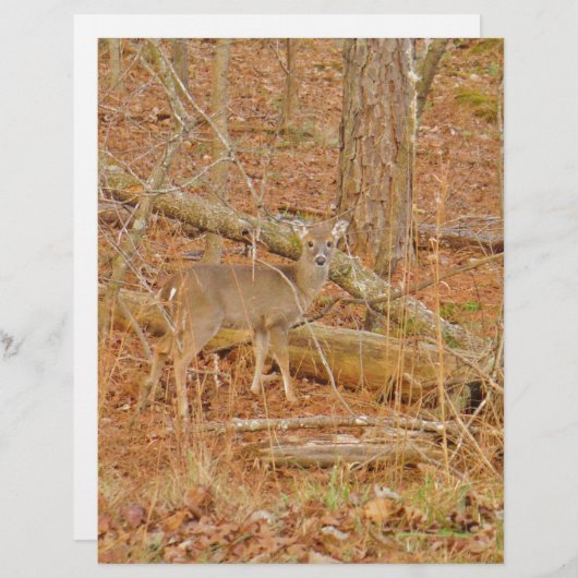 Baby Deer's First winter (Front/Back)