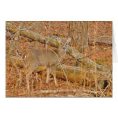 Baby Deer's First winter (Front Horizontal)