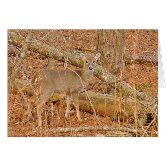 Baby Deer's First winter (Front Horizontal)