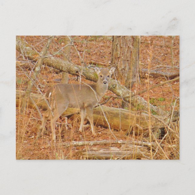 Baby Deer's First  winter Postcard (Front)