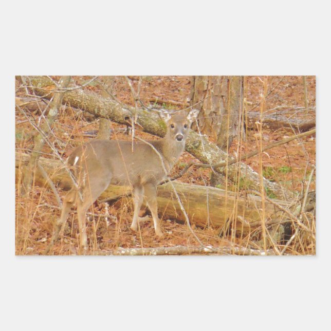 Baby Deer's First  winter Rectangular Sticker (Front)