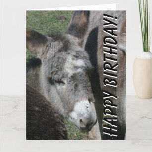 Baby Donkey Birthday Big Greeting Card