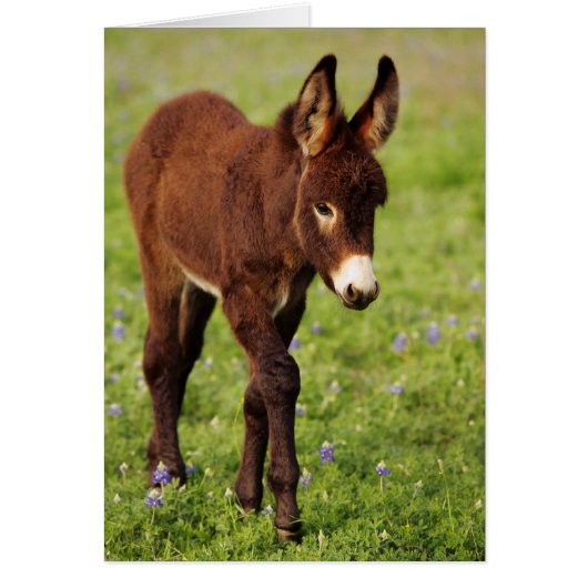 Baby Donkey in the Blue Bonnets Cards (Front)