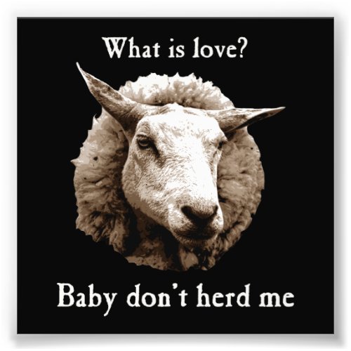 Baby Dont Herd Me Sheep Photo Print