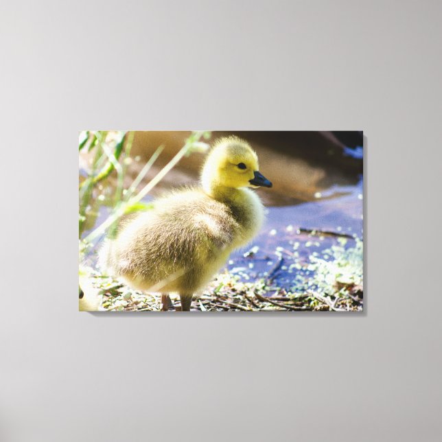 Baby Duck Canvas Print (Front)