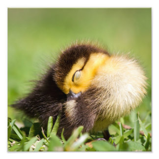Baby Duck Sleeping Photo Print