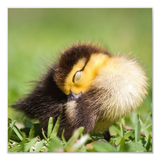 Baby Duck Sleeping Photo Print (Front)