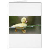 baby duck swimming cute (Front)