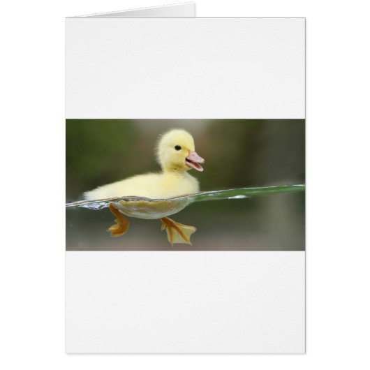 baby duck swimming cute cards (Front)
