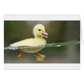 baby duck swimming cute cards