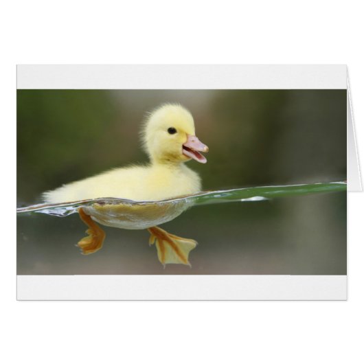 baby duck swimming cute cards (Front Horizontal)