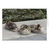 Baby Ducks (Front Horizontal)