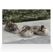 Baby Ducks Cards (Inside Horizontal (Top))