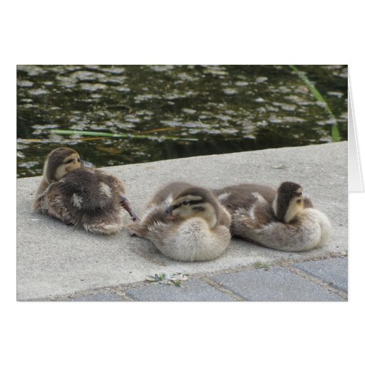 Baby Ducks Cards (Front Horizontal)