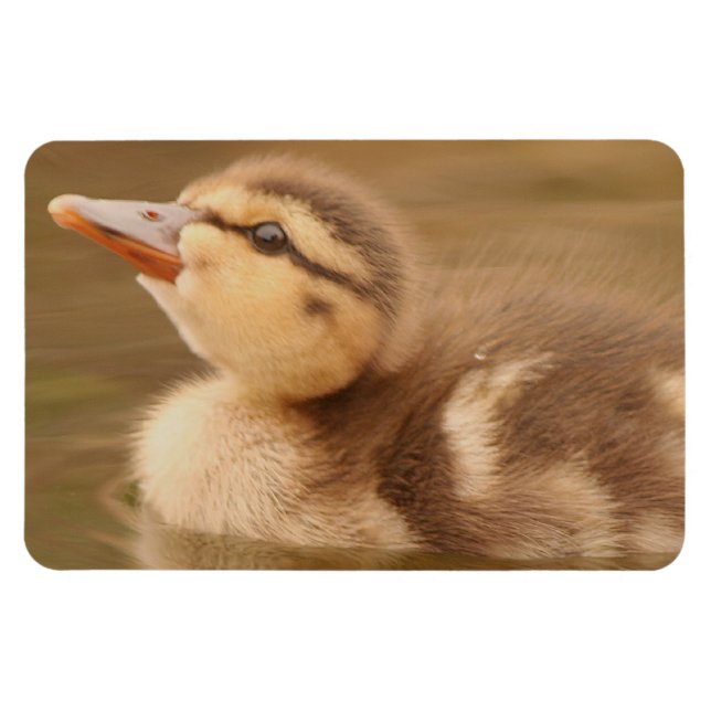 Baby Ducks Duckling Bird Wildlife Animals Mallard Magnet (Horizontal)
