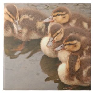 Baby Ducks Ducklings Mallard Birds Wildlife Tile