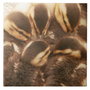 Baby Ducks Ducklings Mallard Birds Wildlife Tile