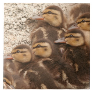 Baby Ducks Ducklings Mallard Birds Wildlife Tile
