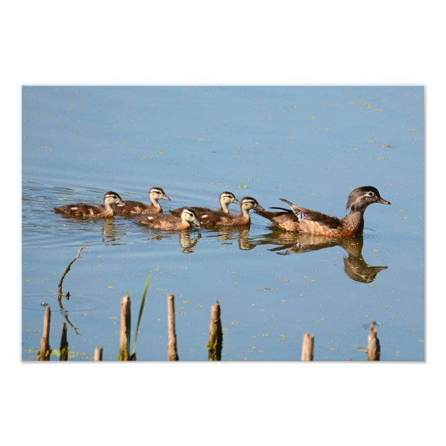 Baby Ducks in a row following mom Photo Print (Front)