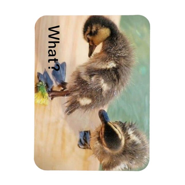 Baby Ducks looking at What? Magnet (Vertical)
