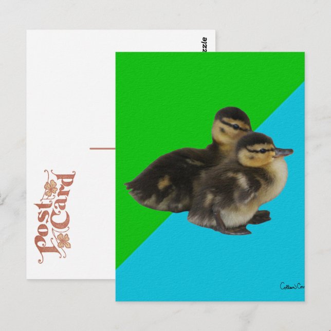 Baby Ducks on Grass Green and Sky Blue Postcard (Front/Back)