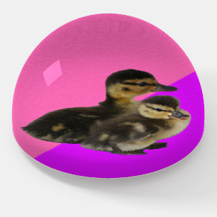 Baby Ducks on Pink Raspberry and Purple Sorbet Paperweight