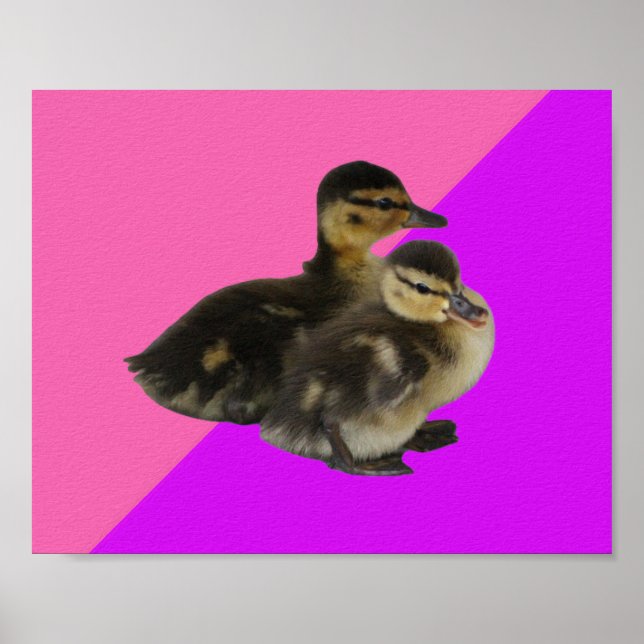Baby Ducks on Pink Raspberry and Purple Sorbet Poster (Front)
