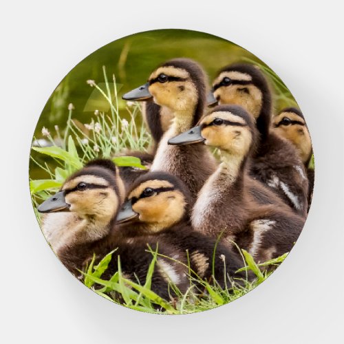 Baby Ducks Paperweight