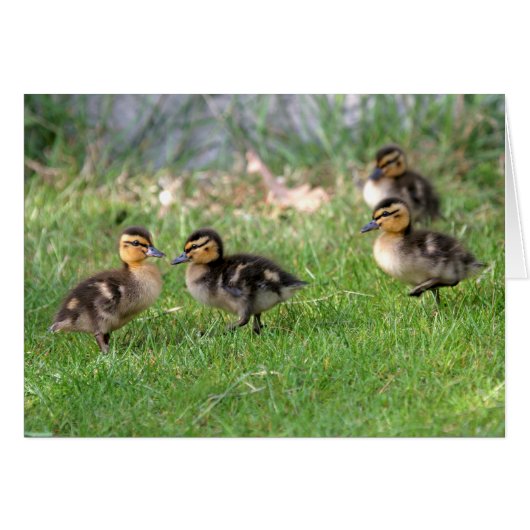 Baby Ducks Photo (Front Horizontal)